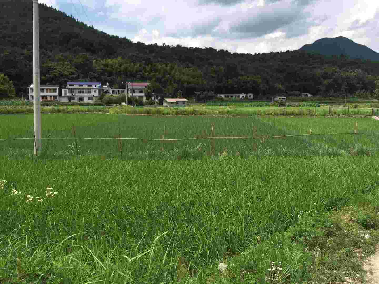 袁氏麓峰現(xiàn)代農(nóng)業(yè)有限公司,長沙袁酒原材料基地管理,白酒銷售,酒類銷售哪里好